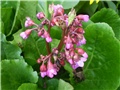 bergenia
